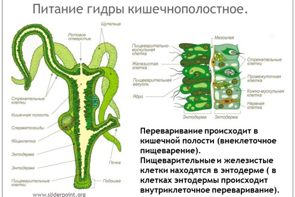 Kraken 12at зеркало