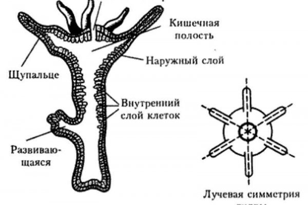 Кракен 24